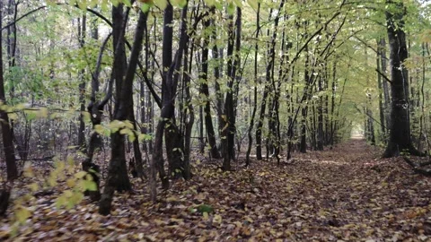 Autumn walk in forest Stock Footage 255390904