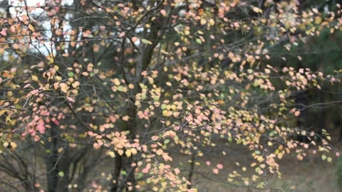 An autumn walk in a pine forest with bizarre. Stock Footage 292124019