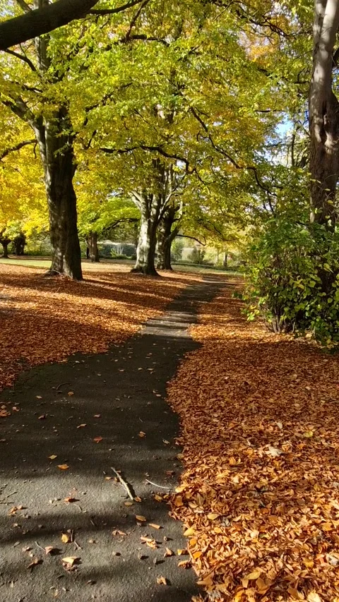 Autumn Walk Through Sun-Dappled Woodland Paths and Park in Stapenhill, Burt.. Stock Footage 321025277