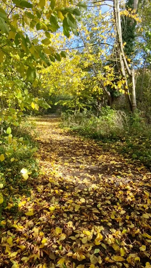 Autumn Walk Through Sun-Dappled Woodland Paths and Park in Stapenhill, Burt.. Stock Footage 321025281