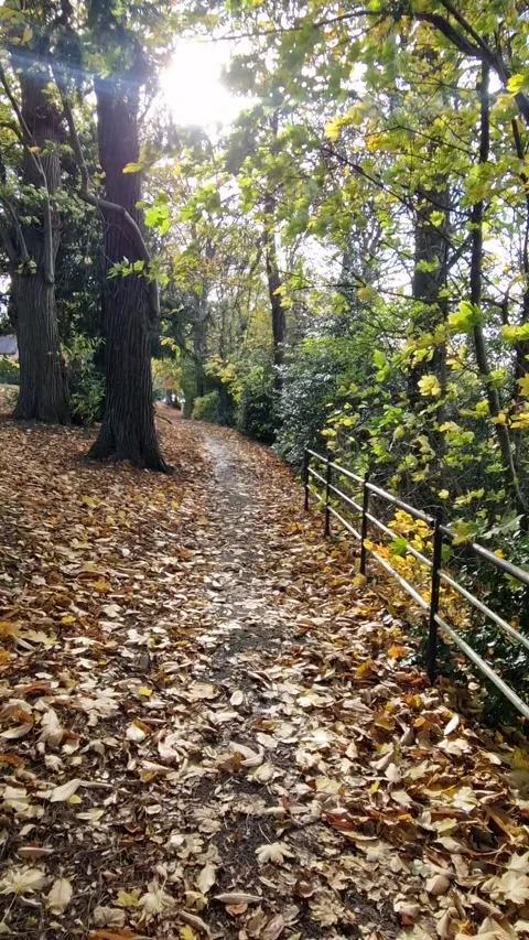 Autumn Walk Through Sun-Dappled Woodland Paths and Park in Stapenhill, Burt.. Stock Footage 321025296