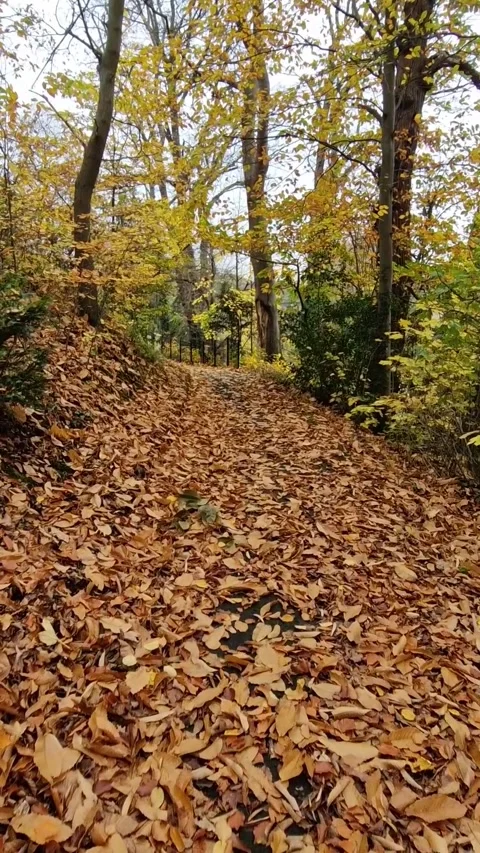 Autumn Walk Through Sun-Dappled Woodland Paths and Park in Stapenhill, Burt.. Stock Footage 321025344