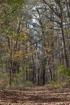 Autumn walk into the wilderness Stock Photos