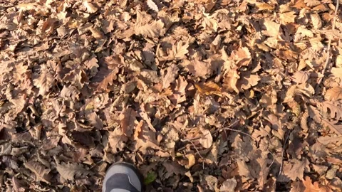 Autumn Walking Footstep Leaf Surface Stock Footage 339978931