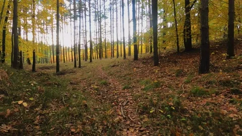 Autumn walking through the forest -low camera movement 動画素材 156890674