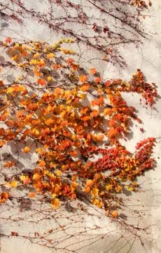 Autumn wall Stock Photos