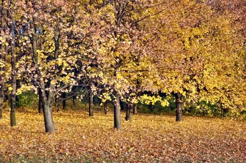 Autumn wallpaper Stock Photos