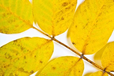 Autumn walnut tree leaf isolated on white background. Stock Photos