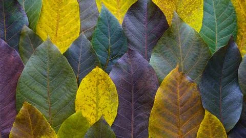 Autumn walnut tree leaves pattern. Nature background Stock Photos
