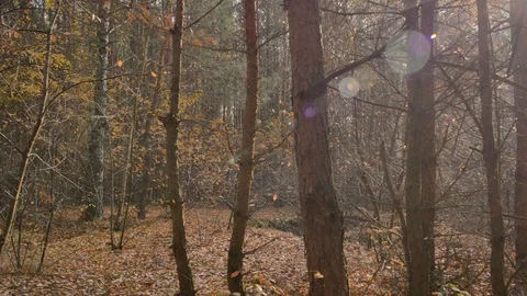 Autumn warm light in pine forest. Stock-Footage 98578435