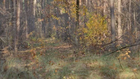 Autumn warm light in pine forest. Video stock 98578809