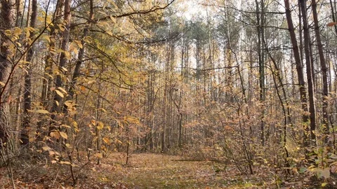 Autumn warm light in pine forest. Vidéo 98579378