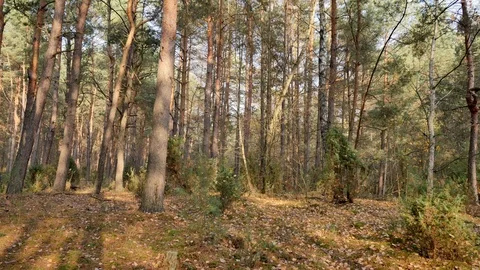Autumn warm light in pine forest. 스톡 동영상 98579826