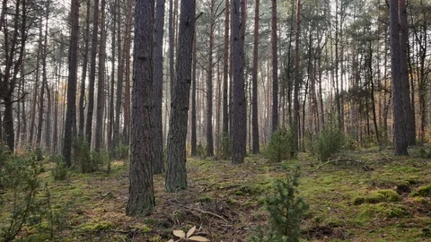 Autumn warm light in pine forest. Видео 98579873