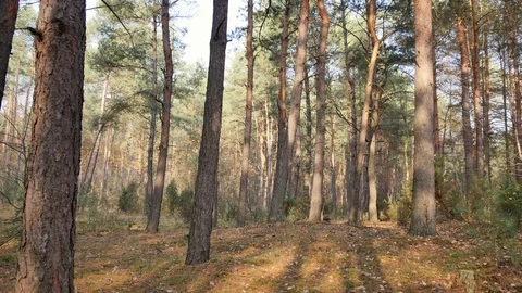 Autumn warm light in pine forest. 動画素材 98579879