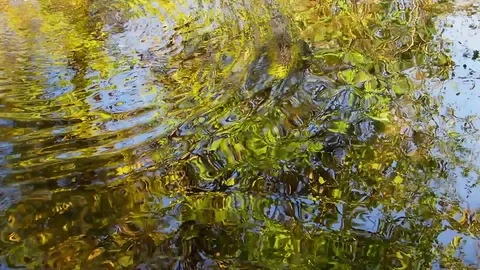 Autumn in the water Stock Footage 82701616