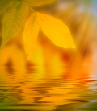 Autumn water reflection background Stock Photos