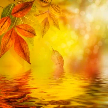 Autumn water reflection background Stock Photos