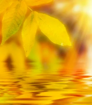 Autumn water reflection background Stock Photos