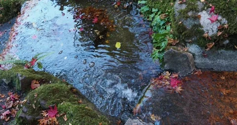 Autumn water stream Stock Footage 143200876