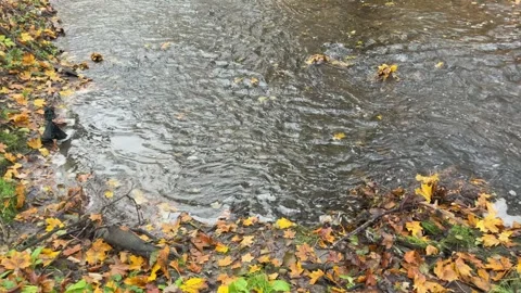 Autumn Water Surface with Flowing Current, Concept of Flow State and Creativity Stock-Footage 341864588
