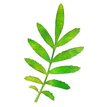 Autumn watercolor rowan leaf, vector illustration Illustrazione stock