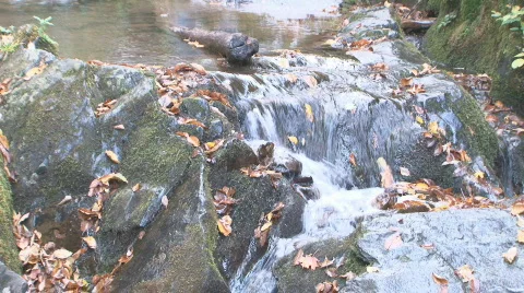 Autumn Waterfall 2 Stock Footage 544111
