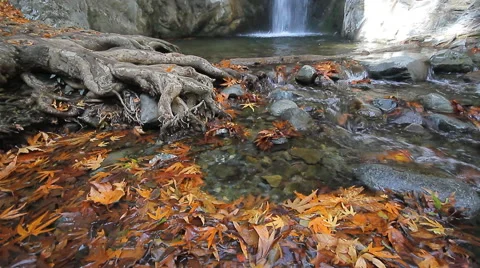 Autumn waterfall Stock Footage 48478329