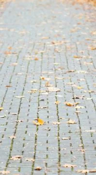 Autumn way Stock Photos