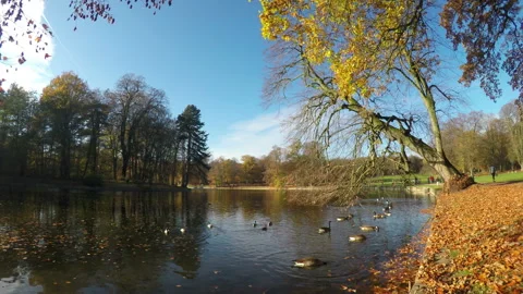 Autumn weekend in the park. Stock Footage 98536658