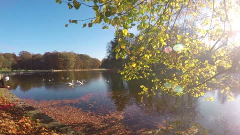 Autumn weekend in the park. Stock Footage 98541110