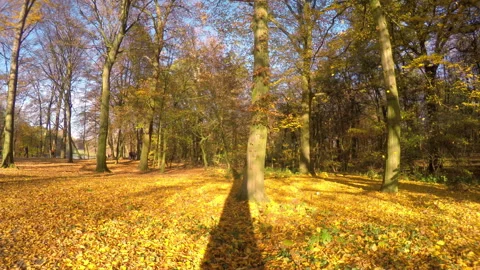 Autumn weekend in the park Stock Footage 98541760