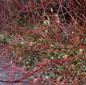 Autumn. A weird red bush with bare branches that create an abstract picture Stock Photos