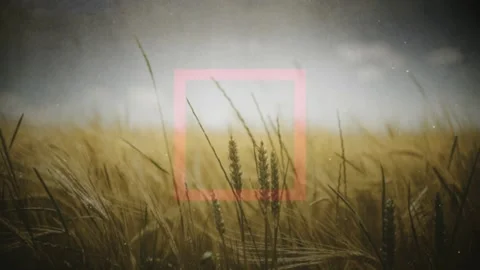Autumn Wheat Field Nature Graphics Stock Footage 139604202