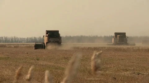 Autumn wheat harvest in the fields Stock-Footage 81609450