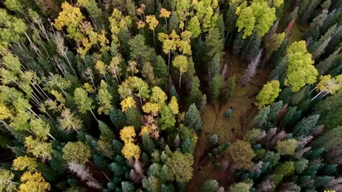 Autumn In The White Mountains Video stock 247105251
