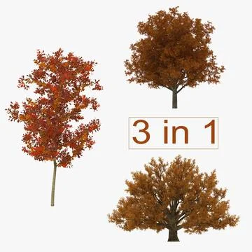 Autumn White Oak Trees Collection 3D Model