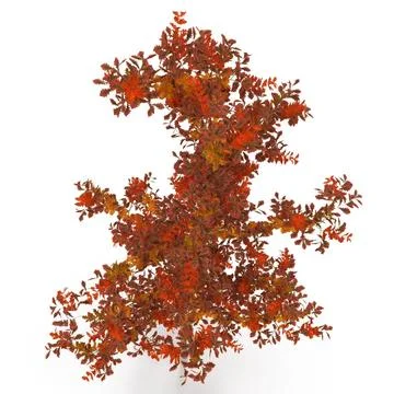 Autumn White Oak Trees Collection ~ 3D Model #91530248