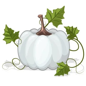 Autumn White Pumpkin Vegetable Stock Illustration