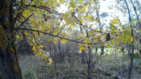 Autumn wild forest Stock Footage 68144464