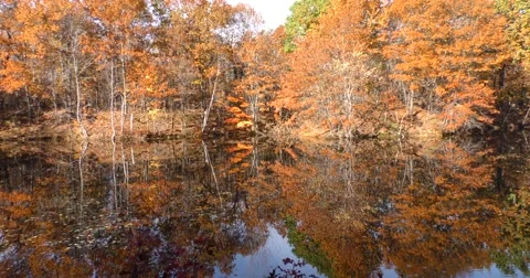 Autumn Wilderness Scene Stock Footage 69039269