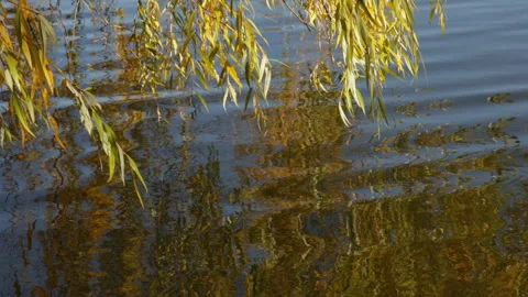 Autumn willow branches above the water and the reflection of a tree in the water Stock Footage 321443638