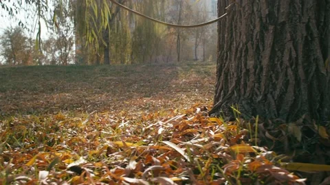 In autumn, willow leaves fall Stock Footage 228708536