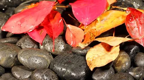 Autumn wind Stock Footage 8906648