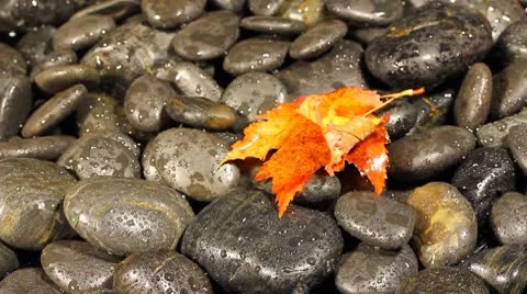 Autumn wind Stock Footage 8906658