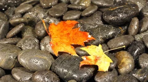 Autumn wind 스톡 동영상 8906674