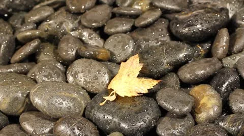 Autumn wind Stock Footage 8906677