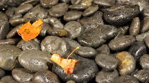 Autumn wind Stock Footage 8906684