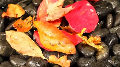 Autumn wind Stock Footage 8906720