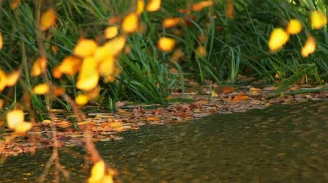 The autumn wind Vídeo Stock 11311773